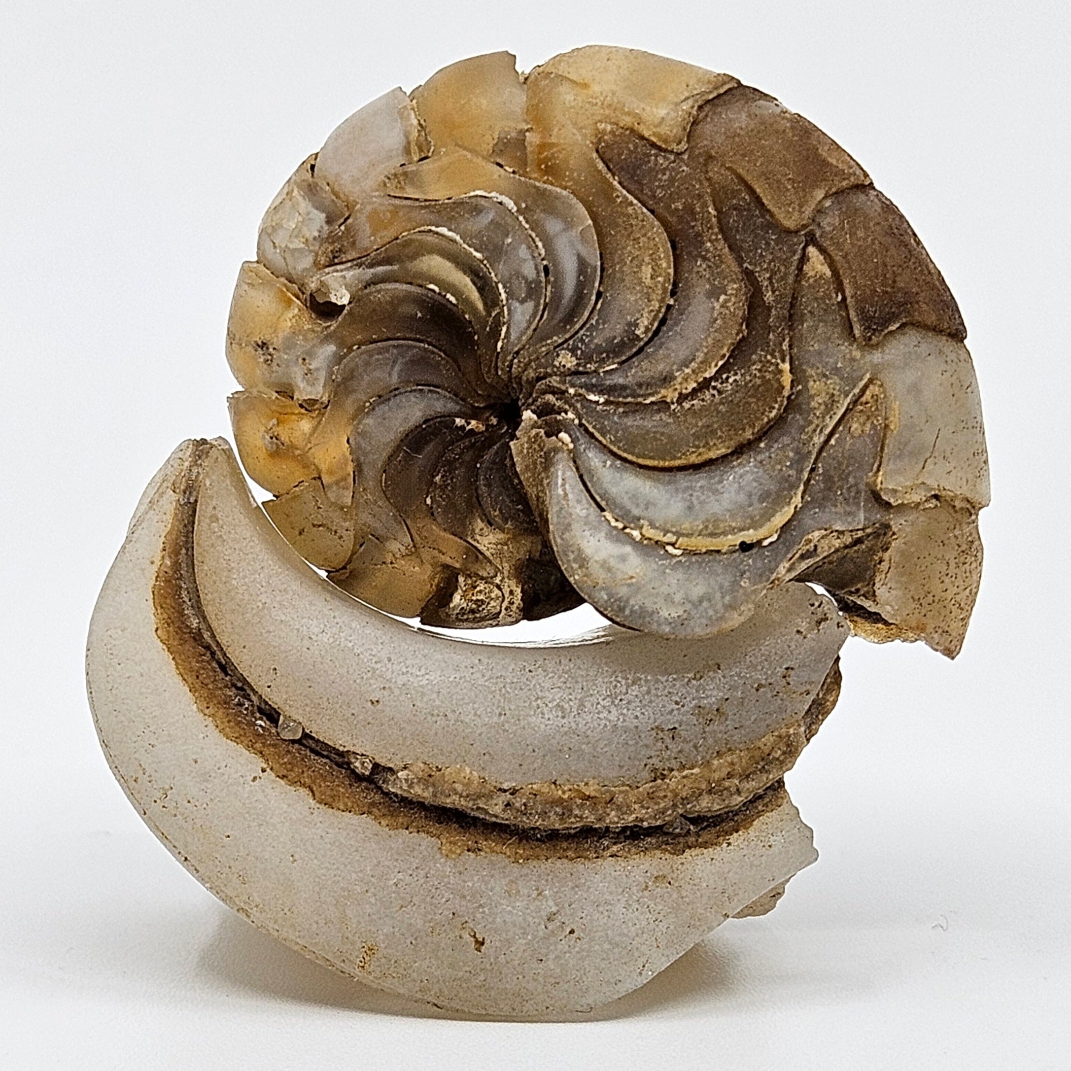 Incense Holder - Agate Fossil